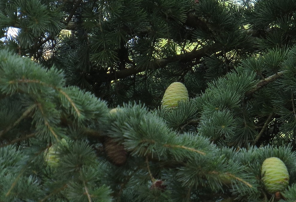 Zapfen der Atlas Cedar im Botanischen Garten